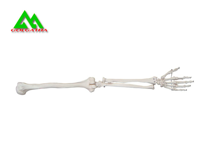 Quality Arm And Leg Bone Medical Teaching Models Water Resistant Lightweight for sale
