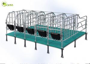 Swine Farm Galvanized Pipe Pig Gestation Stalls / Pregnant Swine Gestation Crates