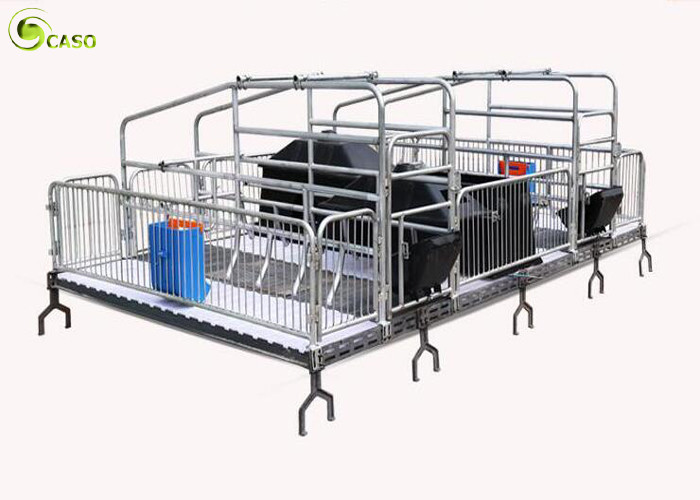 Quality Automatic Pig Farrowing Crate , Pig Farrowing Pen Modern System for sale