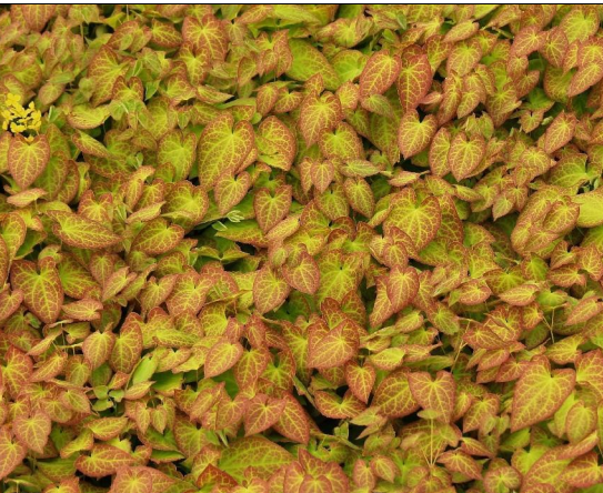 Quality EPIMEDIUM LEAF EXTRACT for sale