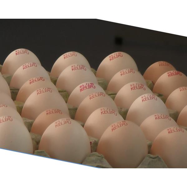 Automatic Continuous Inkjet Batch Coding Machine / Egg Grading Equipment