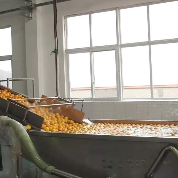 220V Industrial Automatic Fruit Washer Machine For Vegetable Fruit Processing
