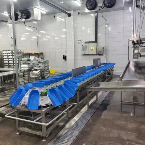 Chicken Weight Grading Machine