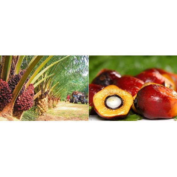 Horizontal Industrial Decanter Centrifuge Machine SS304 Palm Oil Sludge Separation