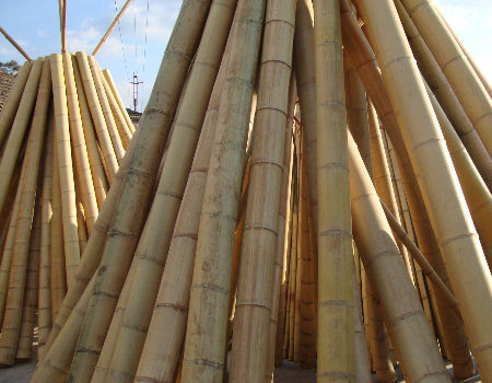 Tonkin Bamboo Cane 6mm-30mm Diameter for Plant Support