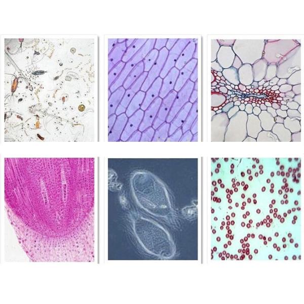 Educational Student Monocular Laboratory Biological Microscope NCH-X100 Series