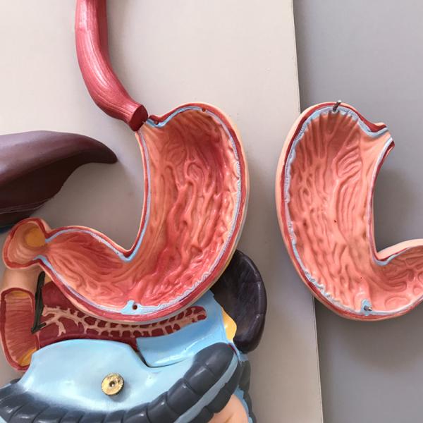 Human Digestive System Model Human Anatomy Model For Education Teaching