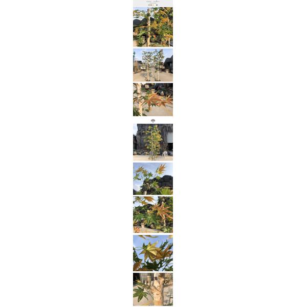 maple.jpg