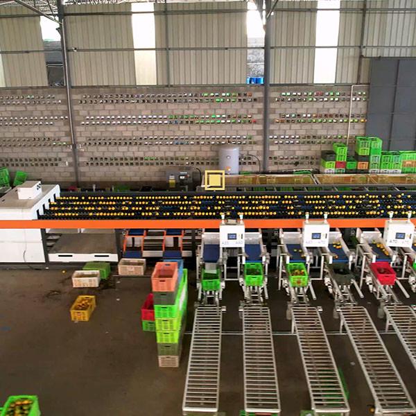AI Deep Learning Orange Sorting Machine Ensures High Accuracy Highh Efficiency
