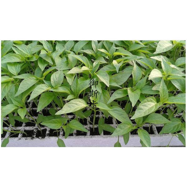 EPS / EVA / EPE / EPP Material 200 Well Seedling Tray Eps200 agriculture nursery tray