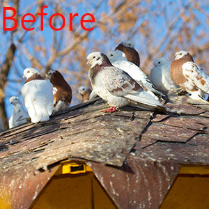 Spikes for birds animal stainless steel bird spikes window sills