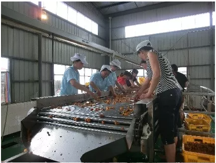 Tomato Paste Production Line For 300 Tones A Day Processing Machine