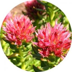 China natural rhodiola rosea extract powder,rhodiola rosea root extract,rhodiola rosea root p.e on sale