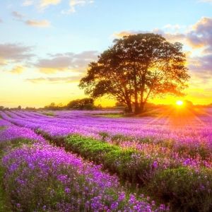 Adjustable Custom Printed Roller Blinds Vertical Blinds Window Treatment