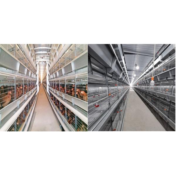 Battery Cages Are Designed As A Ventilated, Automatic Layer System With Four Tiers For 120 Birds.