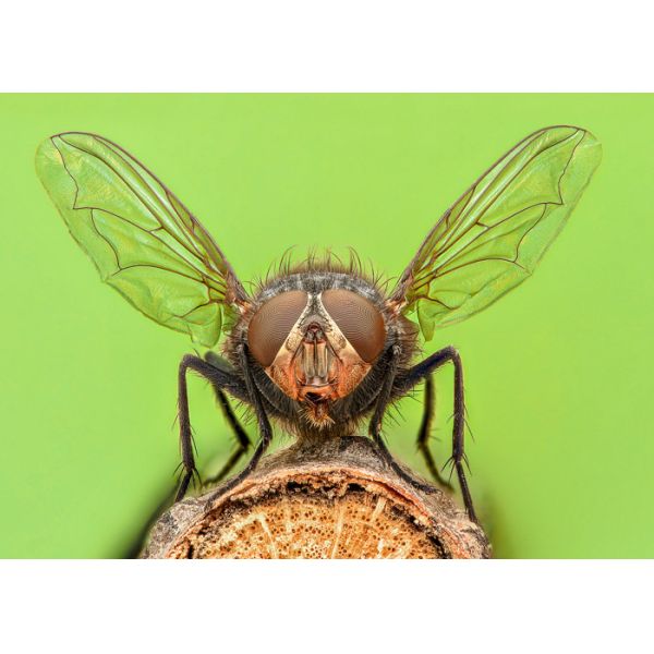 Cheap Stereo Zoom Microscope With High Resolution and Good Depth
