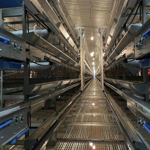 Poultry Farming Battery Layer Chicken Cages H Type