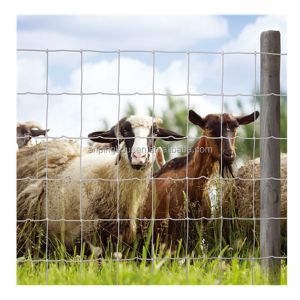 Hot Dipped 2.5mm 15cm 20cm Hole Size 1.2x100m 10 Lines Fixed Knot Deer Fence