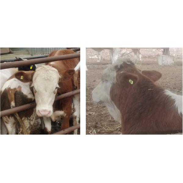 ET960 Smart Tag Gait Frequency And Motion Analysis Of Animals