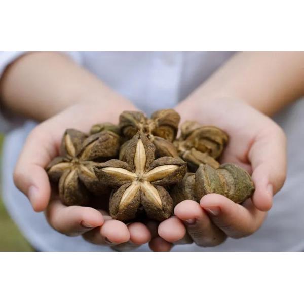 Large Capacity Sacha Inchi Melon Seeds Removing Shelling Machine Sacha Inchi Nuts Shell separation Machine