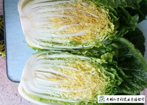 Quality Fresh Chinese Napa Cabbage 2.5 KG / PER No Putrefaction Good Taste for sale