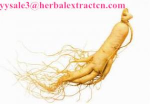 Quality Panax Ginseng Flower P.E., Ginsenosides 80% UV& HPLC, Ginseng berry Extract, Ginseng root Extract, Ginseng stemleaf Ext for sale