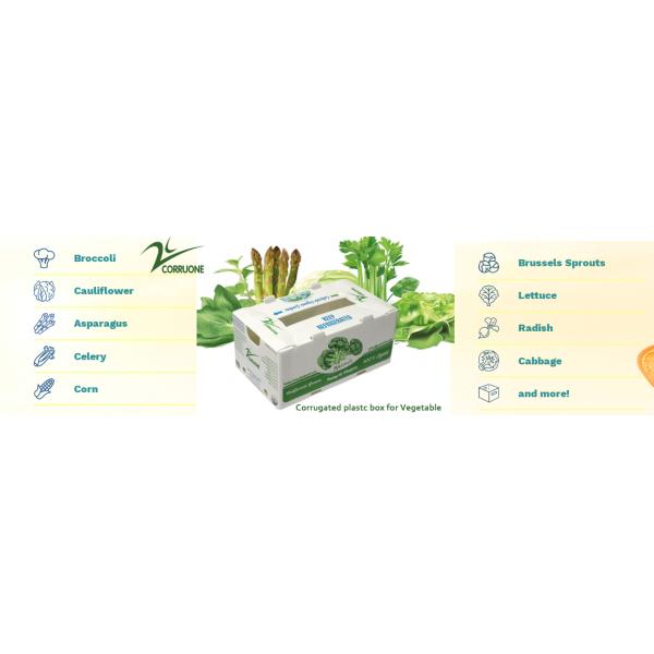 Embossing PP Vegetable Corrugated Boxes Rice Meat Corflute Box