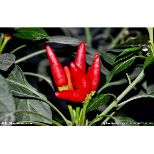Strong Pungent Red Bullet Chilli Without Stem Dehydrating 30000 Shu