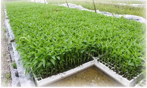 160 Holes Floating EPS EPP Foam Board For Growing White Seedling Vegetables