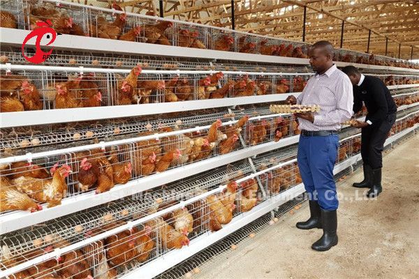 4 Tiers Layer Chicken Battery Cages Automatic In Uganda Ada