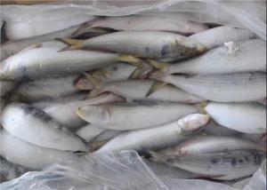 China BQF Freezing Bulk 75g Fresh Frozen Sardines For Bait on sale