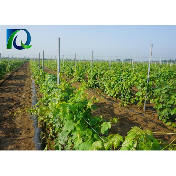 Spain Grape Manor 2.4m H Vineyard Trellis Posts
