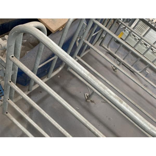 Modern Automatic Husbandry Pig Gestation Cages , Pig Farrowing Crate Or Stall