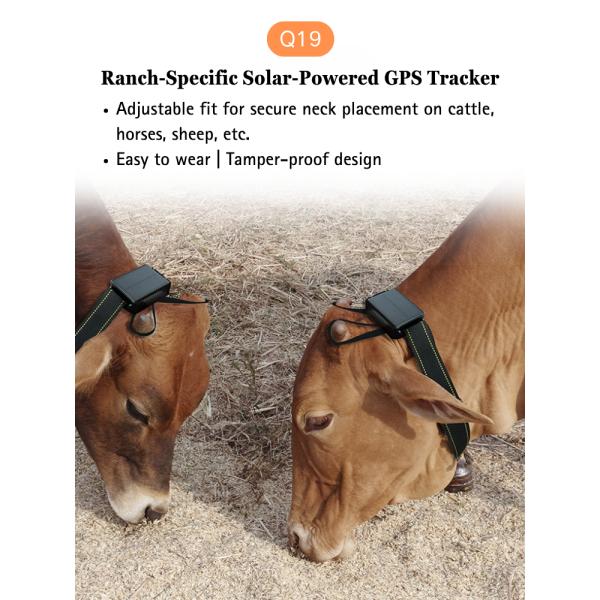 Solar-Powered Livestock Smart GPS Locator with Collar for Animal Cattle Sheep Horse Deer Camel Hunting Dog