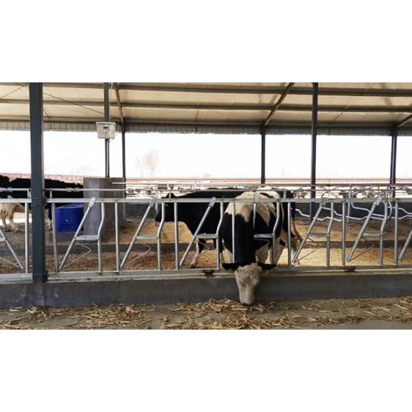 Installed Easily Width 75cm Cow Head Lock Sturdy Built Headlocks