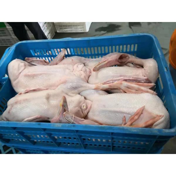 3000BPH Duck Slaughter Machine 380V / 220V Poultry Processing Equipment