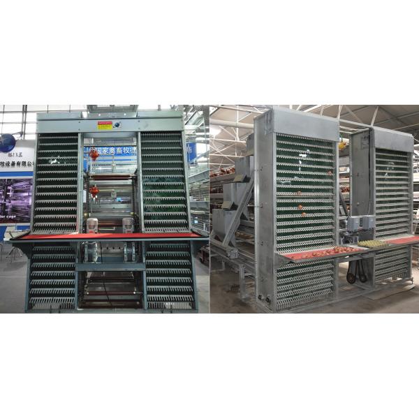 4m/Min Poultry Egg Collection System