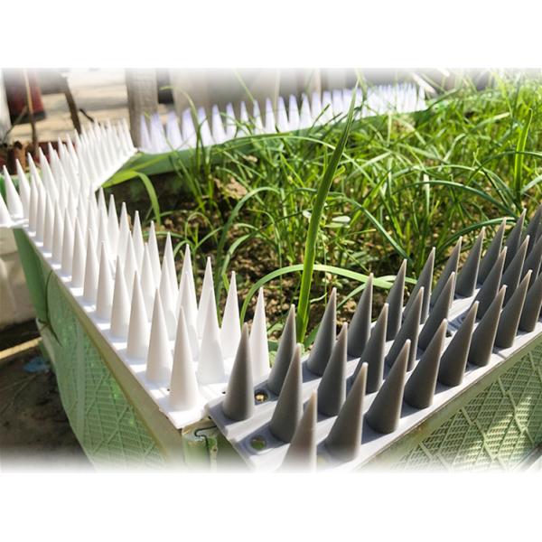 Anti Climb Bird Deterrent Spikes Use For Rooftops Fence