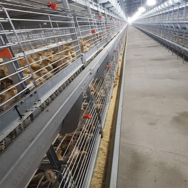 Baby Chicks Cage With Full Automatic Poultry Drinking System