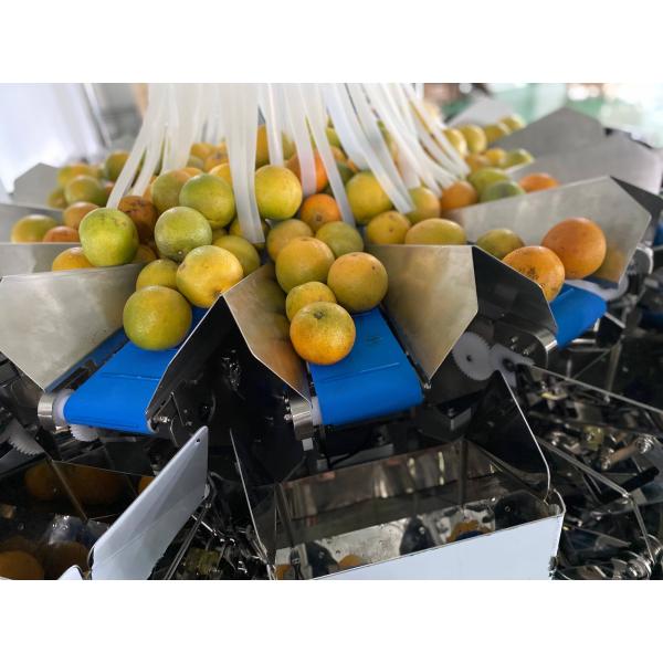 PVC Conveying Belt Multihead Weigher Packing Machine 5000g For Sticky Fish Block