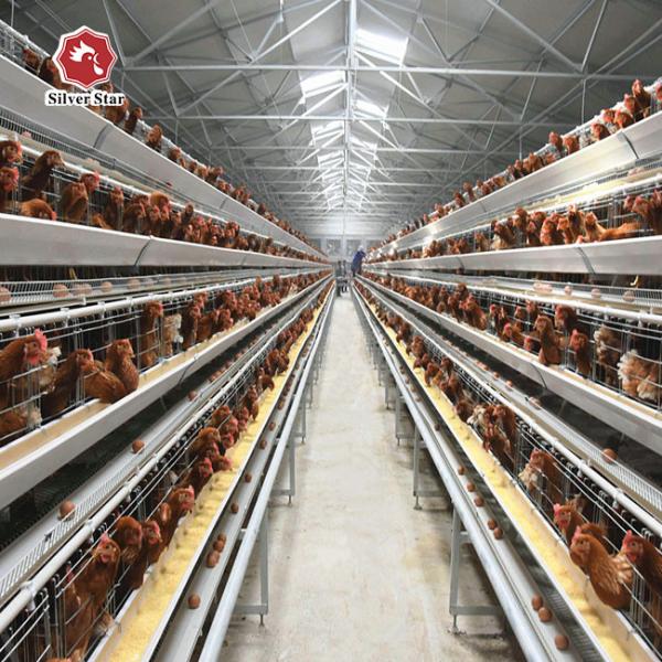 A Type Chicken Wire Cage Automatic Egg Collecting System