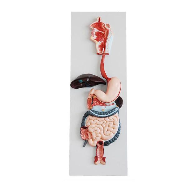 Human Digestive System Model Human Anatomy Model For Education Teaching
