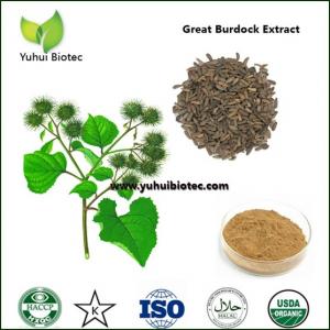 China arctium lappa p.e,Burdock Seed Extract,burdock extract,burdock root extract on sale