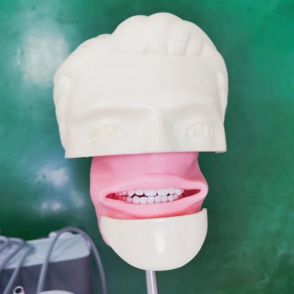 Professional Dental Students Simulator Training Model Medical Science Dental Phantom Head Model