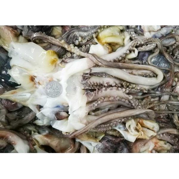 Equator Squid Tentacles Open Neck 500g Size Iso22000 Certification