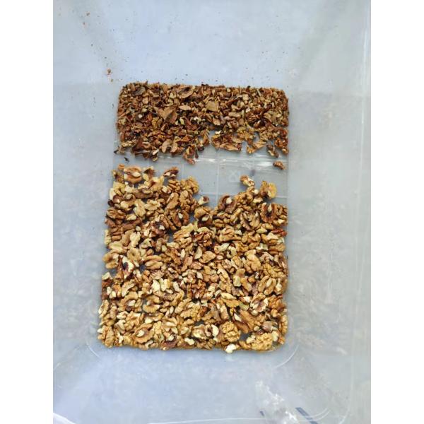 Automatic High Sorting Performance Walnut Color Sorter Kernel And Shell Separation