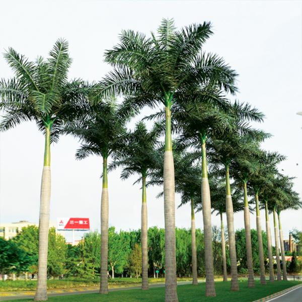 Custom Height 3-30m Evergreen Artificial Coconut Palm Tree For Outdoor Events