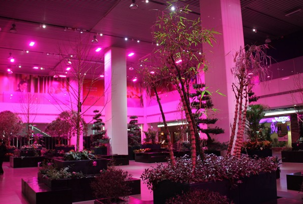 12 W 3000 K 832 Lm 92 CRI 2 Years Warranty LED Grow Light with E 26 E 27 B 22 Base