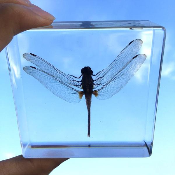 Cubic acrylic resin paper weight with insect and flowers inside acrylic paperweight