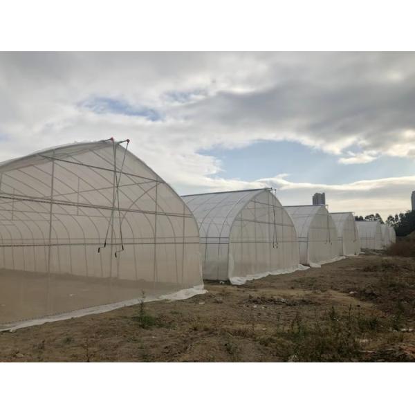 Single Span Tunnel Greenhouse